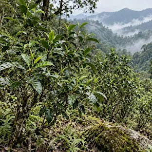Matcha Cultivars, History, and Preparation!