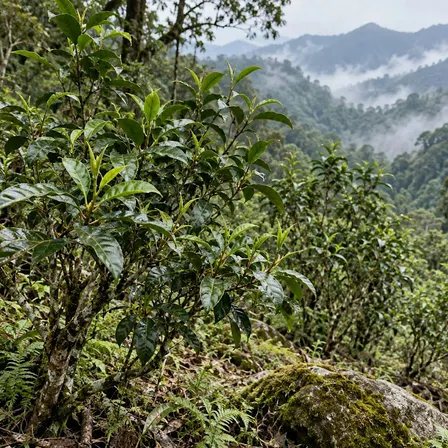 Matcha Cultivars, History, and Preparation!