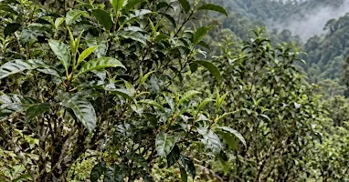 Matcha Cultivars, History, and Preparation!