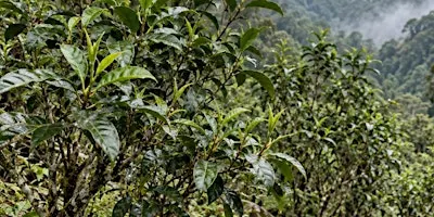 Matcha Cultivars, History, and Preparation!