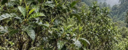 Matcha Cultivars, History, and Preparation!