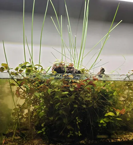 Mini Eco Aquariums