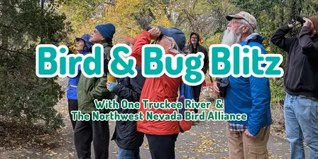 Bird & Bug Blitz - with the Northern Nevada Bird Alliance