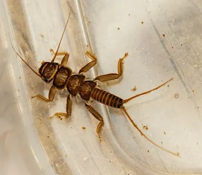 Searching for Macroinvertebrates