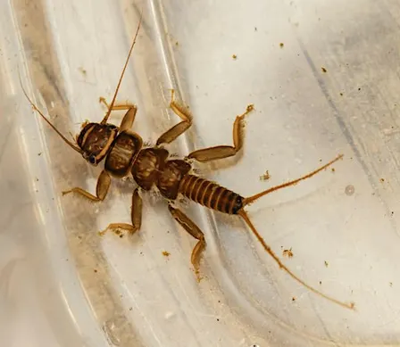 Searching for Macroinvertebrates