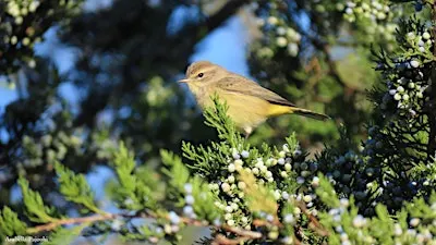 Fall Bird Walk - Sunday, September 27,  8:30am-10:00am
