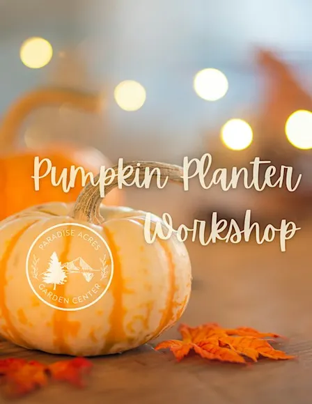 Pumpkin Planter Workshop