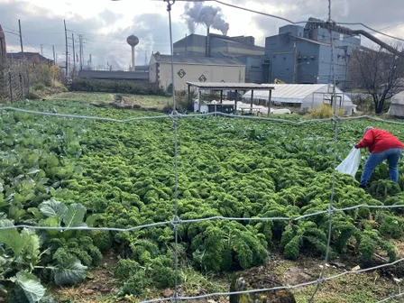 Braddock Pick Your Own Greens