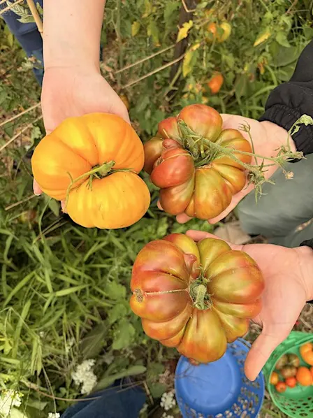 LGL Harvest Share CSA Box 9/23/26