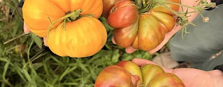LGL Harvest Share CSA Box 9/23/26