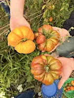 LGL Harvest Share CSA Box 9/23/26