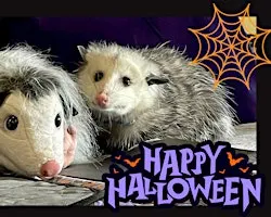 Drink with the Creatures of the Night - Opossums!