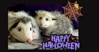 Drink with the Creatures of the Night - Opossums!