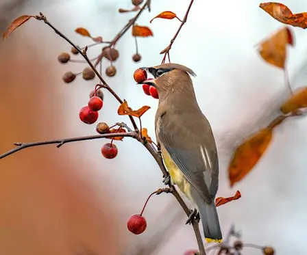 Come Birding at Allen’s Meadows this Fall with Joe Bear!