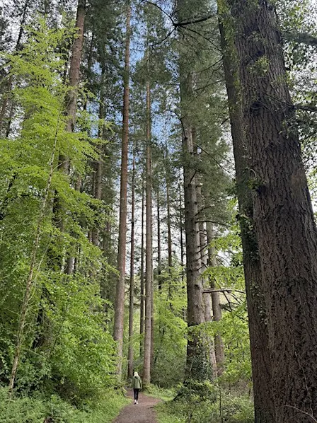 Autumn Equinox Forest therapy session
