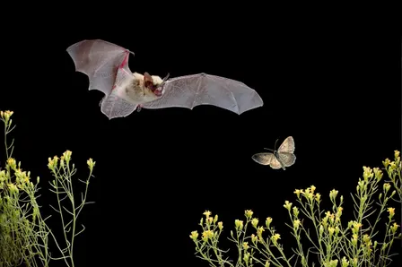 Bat Walk at Culloden Drive