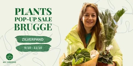 Planten Pop Up Sale Brugge: Zilverpand kleurt groen