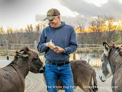 Sunset Donkey Encounter