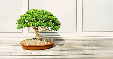 Bonsai Basics: Design, Potting & Getting Started