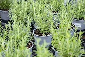 Herb Your Enthusiasm: Growing, Propagating, & Cooking with Herbs