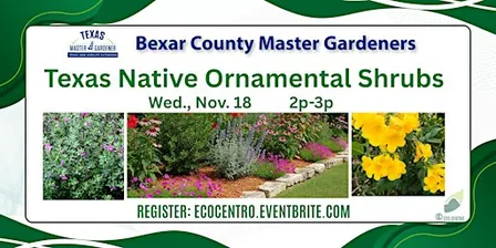 Texas Native Ornamental Shrubs for Your Landscape