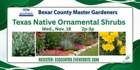 Texas Native Ornamental Shrubs for Your Landscape