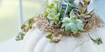 Succulent Pumpkins & Sangria