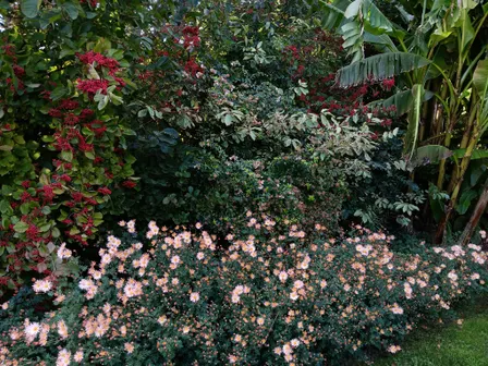 Appreciating the Virtues of the Autumn Garden: Lecture and Walk