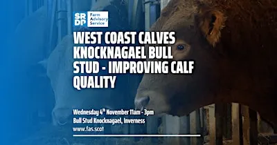 West Coast Calves Knocknagael Bull Stud - Improving Calf Quality