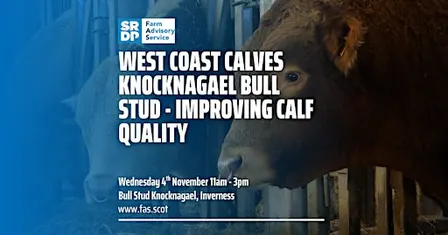 West Coast Calves Knocknagael Bull Stud - Improving Calf Quality