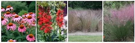 Fall Native Plant Sale Fundraiser benefiting ReLeaf Michigan