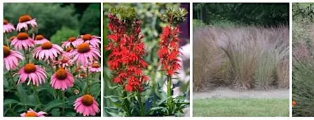 Fall Native Plant Sale Fundraiser benefiting ReLeaf Michigan