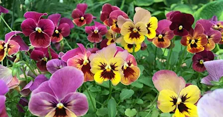 Growing and Painting Edible Flowers