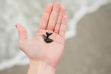 Jersey Shore Fossil Hunt