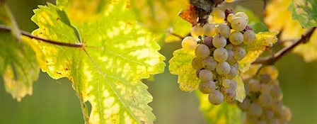 Dancing Queens: Riesling & Pinot Noir