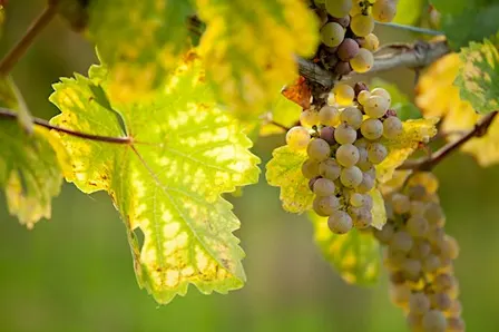 Dancing Queens: Riesling & Pinot Noir