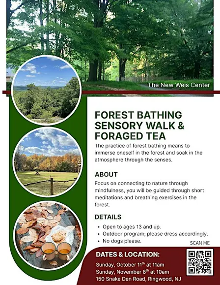 Forest Bathing Sensory Walk & Foraged Tea