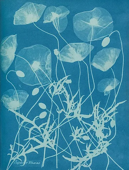 Cyanotype Workshop with Matthew Leifheit