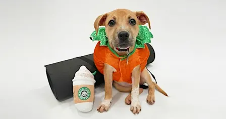Halloween Puppy Yoga