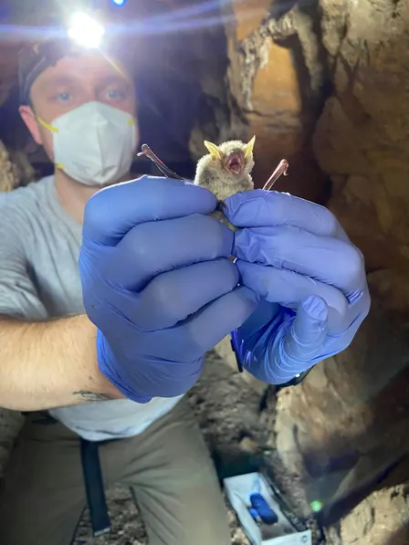 Bats After Dark with Bat Biologist Joey Curti | Orange County