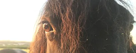 Equine Wellbeing Workshop
