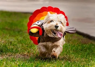 Howl-oween Pet Costume Parade and Contest