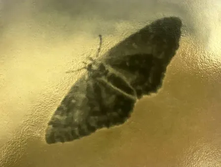 The Flame Calls the Moth: Music, Poetry, and Qawwali