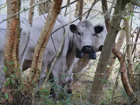 NWT Sweet Briar Marshes and the River Wensum: a living landscape