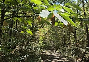Randonnée : Forêt de Saint-Germain en Laye / Château de Maisons Laffitte