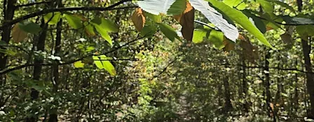 Randonnée : Forêt de Saint-Germain en Laye / Château de Maisons Laffitte