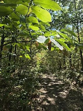 Randonnée : Forêt de Saint-Germain en Laye / Château de Maisons Laffitte