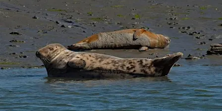 Seal Safari Boat Trip on Solar Heritage, Itchenor (100337035)