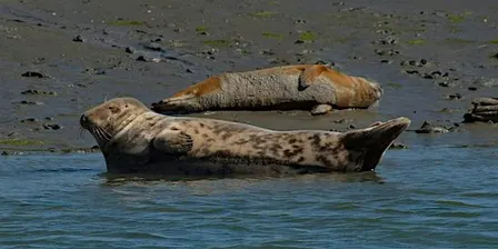 Seal Safari Boat Trip on Solar Heritage, Itchenor (100337035)