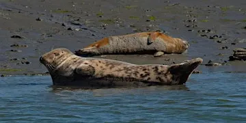 Seal Safari Boat Trip on Solar Heritage, Itchenor (100337035)